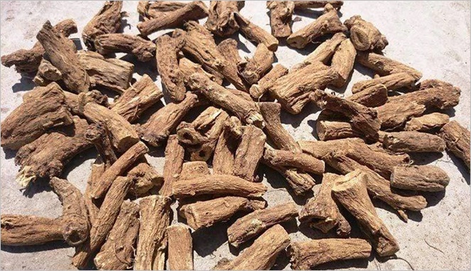 Herba Qusthul Hindi
