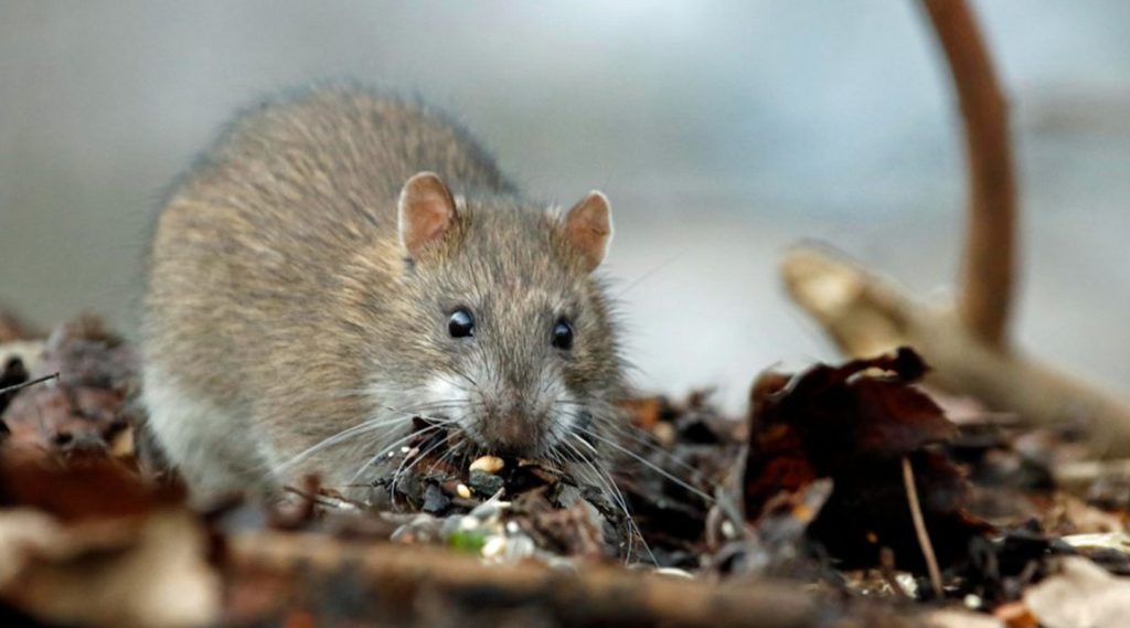 Foto close-up seekor tikus pengerat di antara tumpukan dedaunan kering yang dapat menjadi reservoir virus Hanta.
