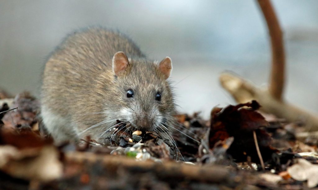 Foto close-up seekor tikus pengerat di antara tumpukan dedaunan kering yang dapat menjadi reservoir virus Hanta.